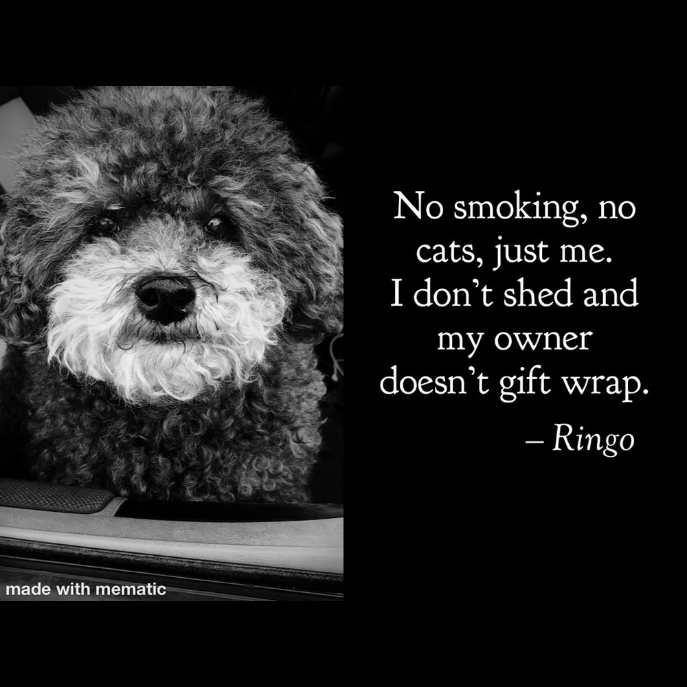 My poodle
